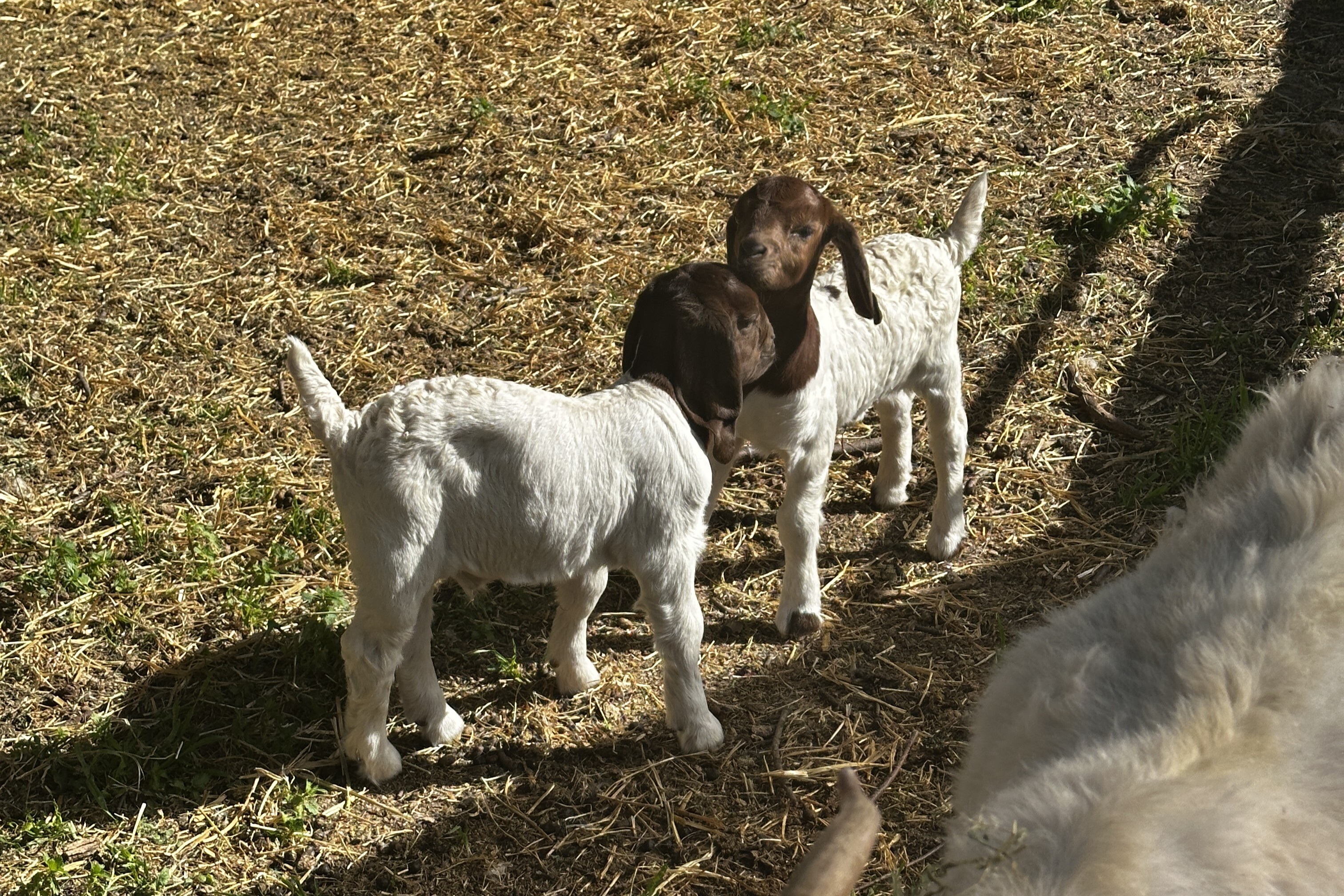 20250820 043451483 i OS