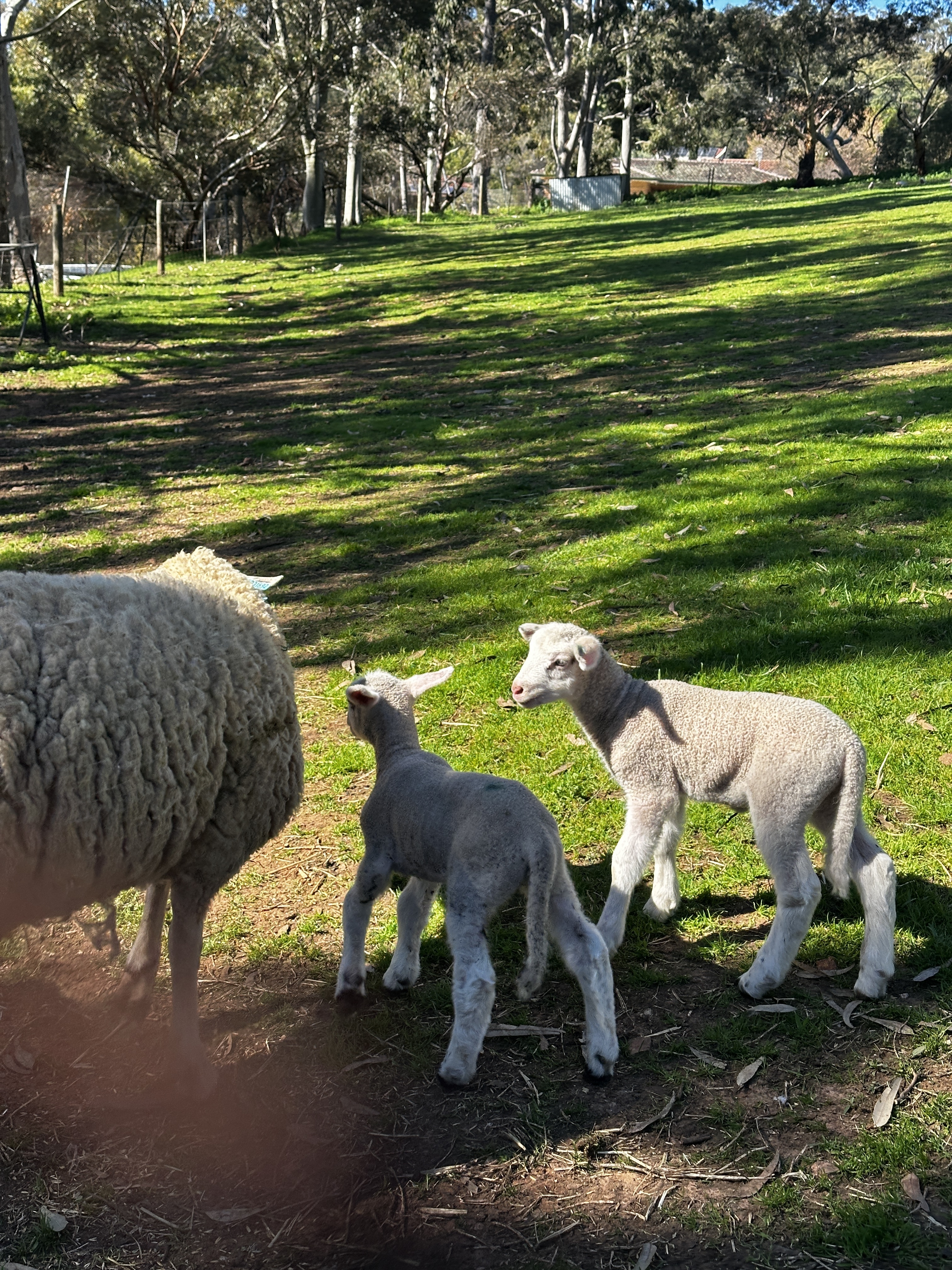 20250820 043721181 i OS